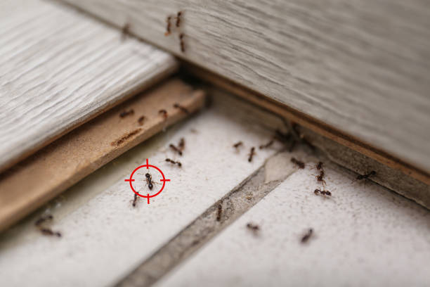 Best Flea Control Services  in Shorewood Forest, IN